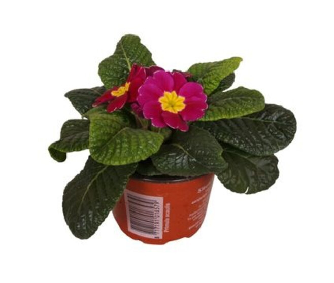 PRIMEVERE ACAULIS VIOLET