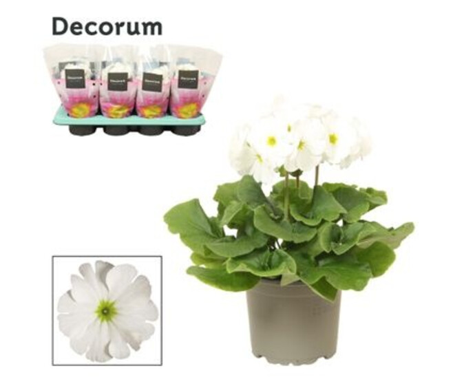 PRIMEVERE OBCONICA BLANC TOUCH ME