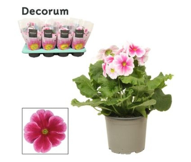 PRIMEVERE OBCONICA TOUCH ME