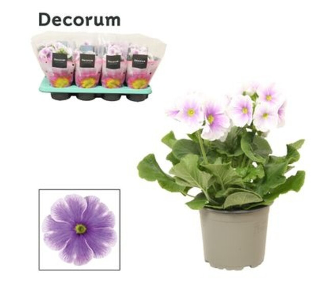 PRIMEVERE OBCONICA BLEU TOUCH ME