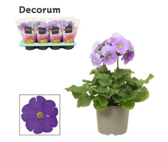 PRIMEVERE OBCONICA BLEU TOUCH ME