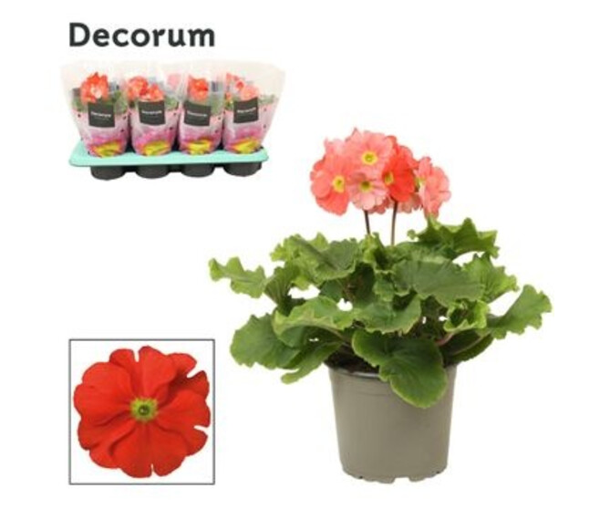 PRIMEVERE OBCONICA ORANGE  TOUCH ME