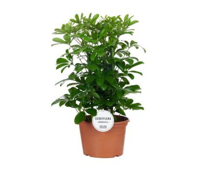 SCHEFFLERA NORA 3PP