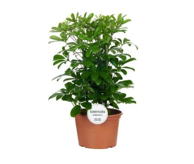 SCHEFFLERA NORA 3PP