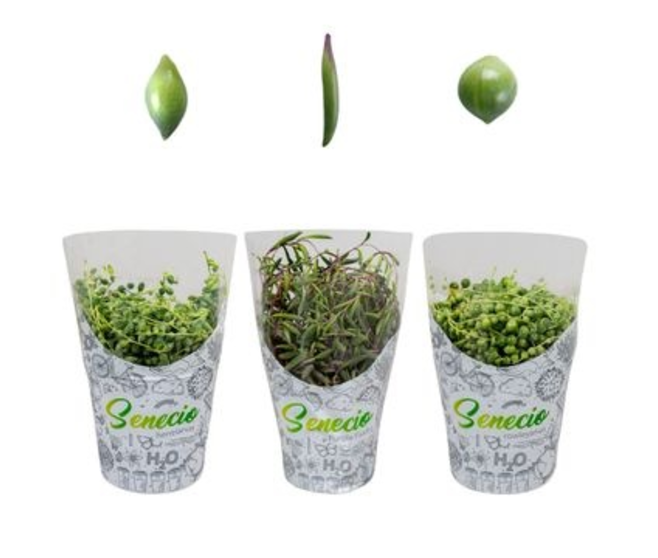 SENECIO VARIES
