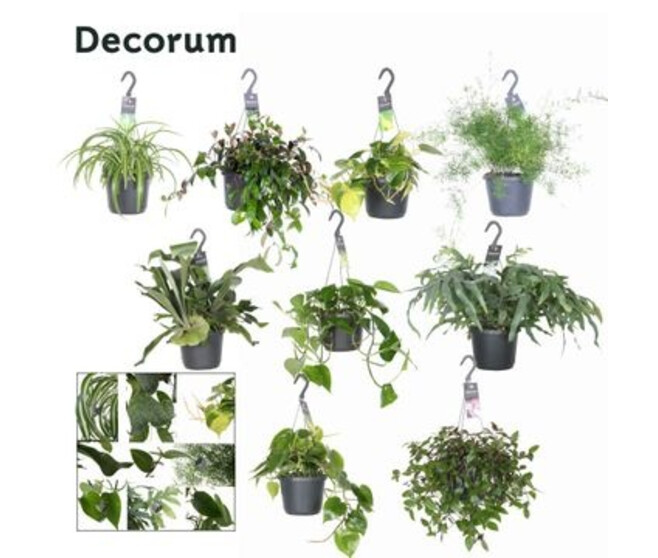 PLANTES VERTES VARIEES SUSP