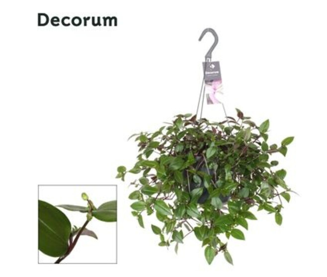 TRADESCANTIA GREEN HILL SUSP