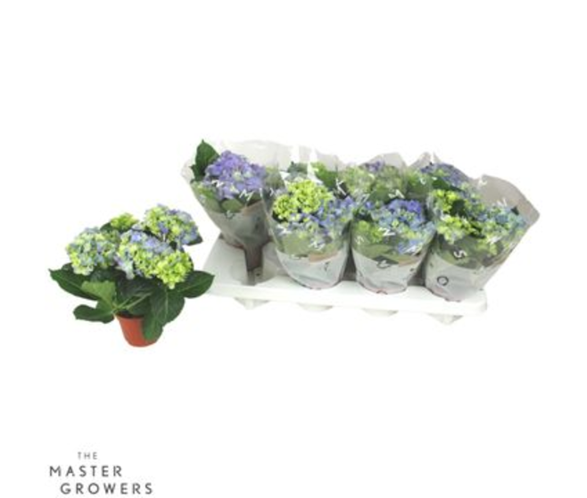 HORTENSIA 4FL BLEU