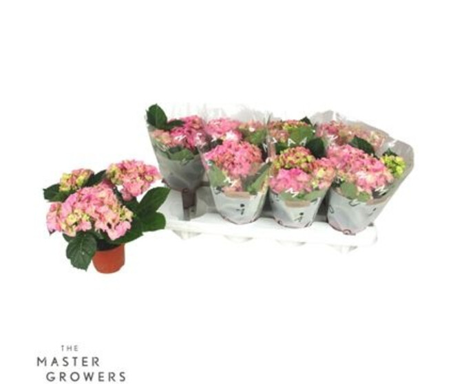 HORTENSIA 4FL ROSE DECORUM