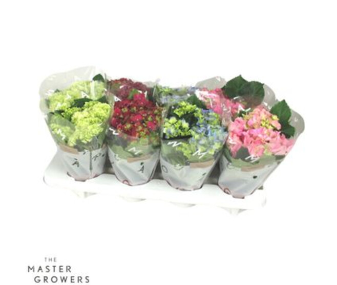 HORTENSIA 4FL VARIE DECORUM