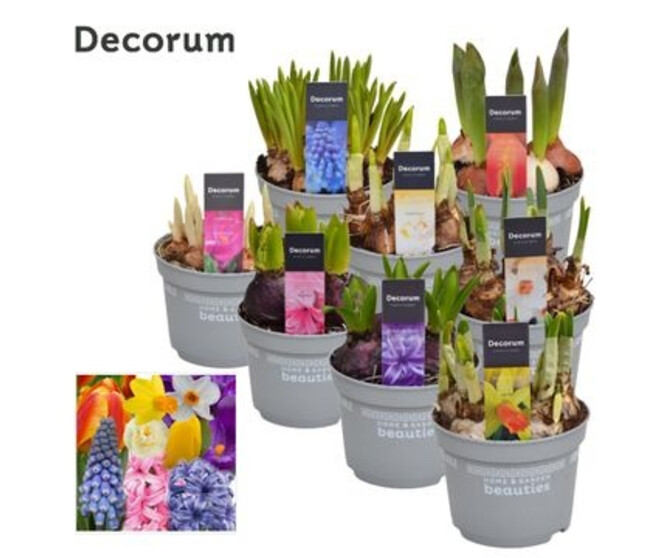 BULBES VARIES DECORUM