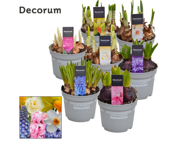 BULBES VARIES DECORUM