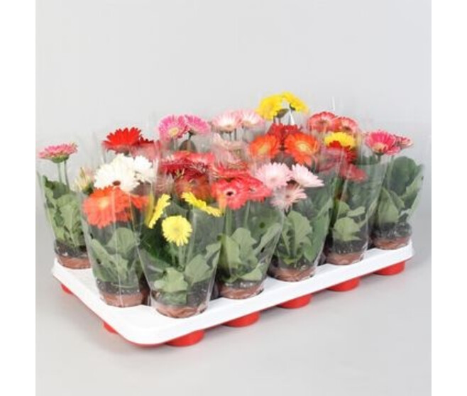 GERBERA VARIES