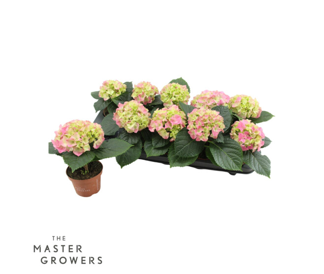 HORTENSIA 1FL ROSE