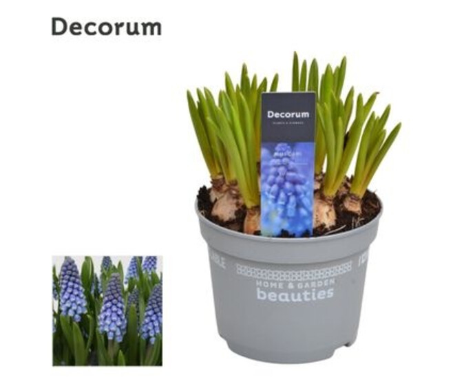 MUSCARI DECORUM