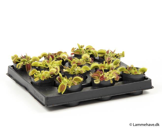 DIONAEA MUSCIPULA