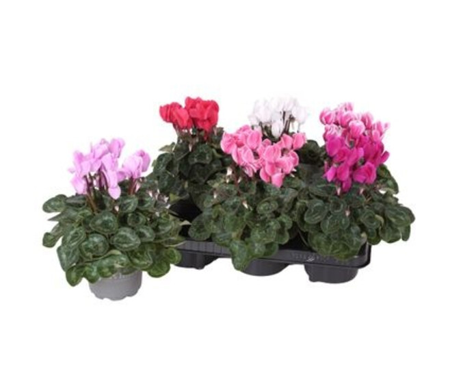 CYCLAMEN ALLURE