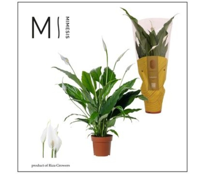 SPATHIPHYLLUM SWEET CHICO