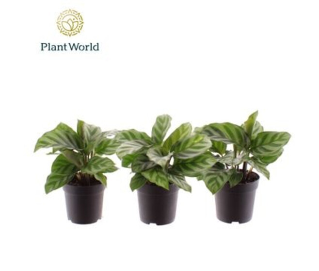 CALATHEA FREDDIE