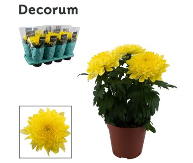 DENDRANTHEMA 3PP ZEMBLA JAUNE
