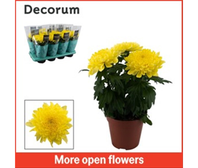 DENDRANTHEMA 3PP ZEMBLA JAUNE