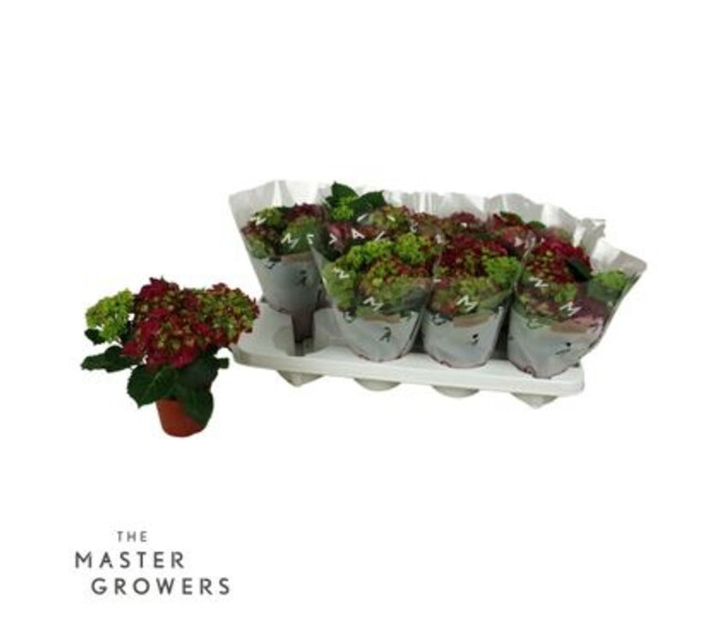 HORTENSIA 9FL+ ROUGE DECORUM