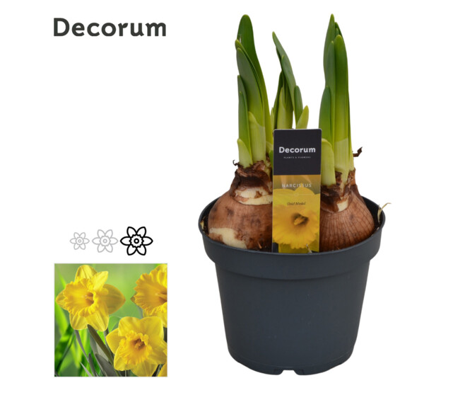 NARCISSE GOLD MEDAL DECORUM