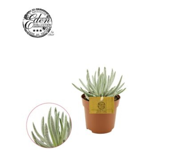 SENECIO SCAPOSUS