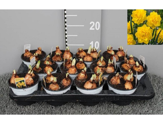 NARCISSE GOLDEN DUCAT