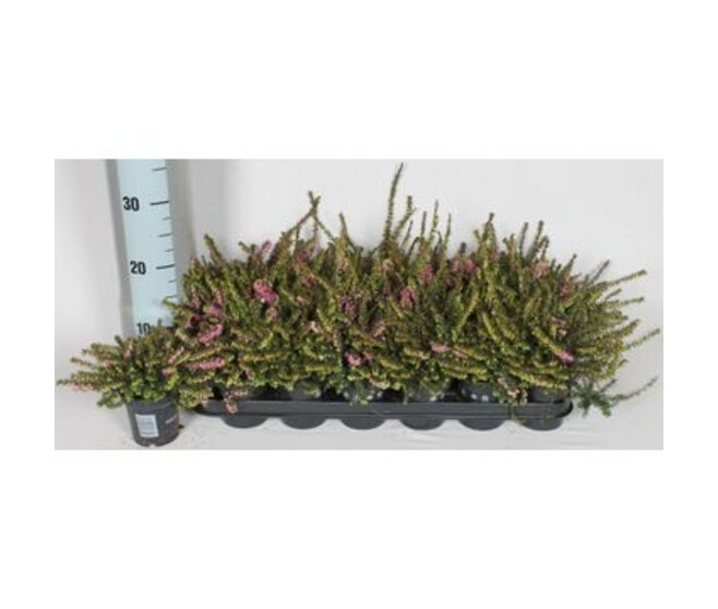 ERICA DARLEYENSIS KRAMER S ROTE