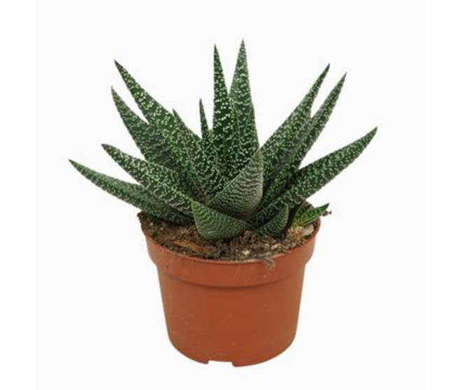 GASTERHAWORTHIA ROYAL HIGHNESS
