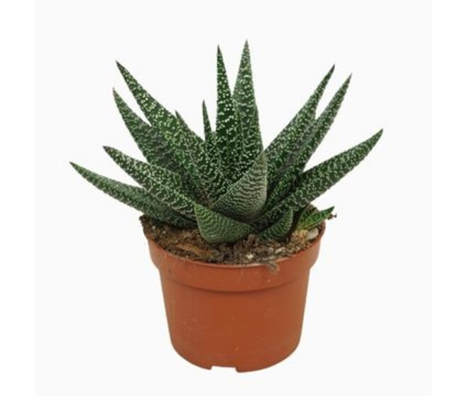 GASTERHAWORTHIA ROYAL HIGHNESS