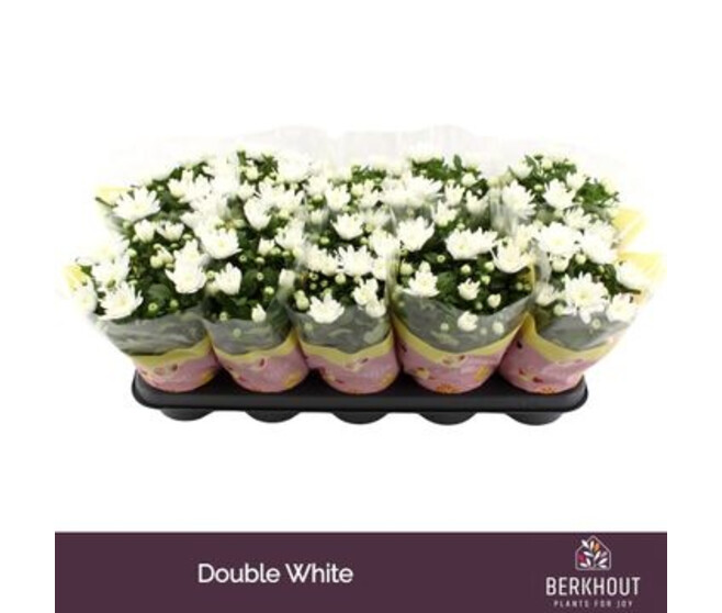 DENDRANTHEMA 3PP BLANC BRAVE