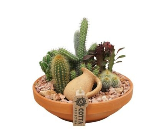 COMPO CACTUS CERAM