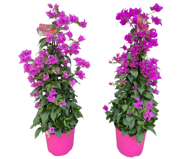 BOUGAINVILLIER VIOLET PYRAM