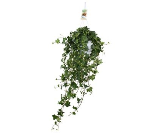 HEDERA PITTSBURGH SUSP