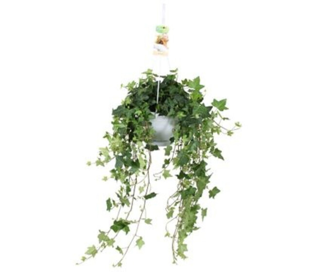 HEDERA PITTSBURGH SUSP