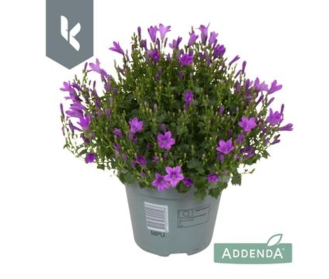 CAMPANULE INTENSE PURPLE