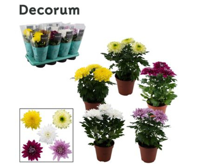 DENDRANTHEMA 3PP ZEMBLA VARIE