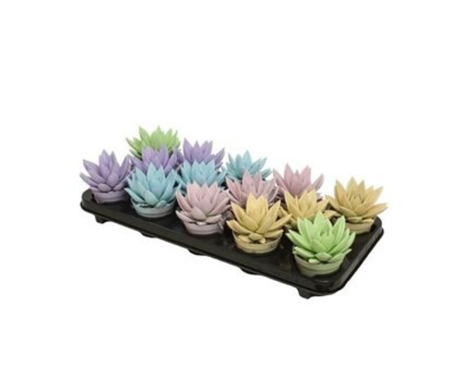 ECHEVERIA MIRANDA PASTEL VARIE