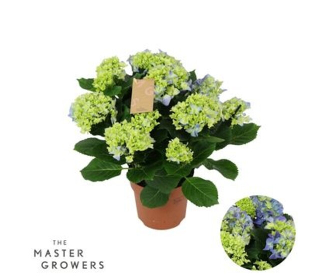 HORTENSIA 7FL+ BLEU DECORUM