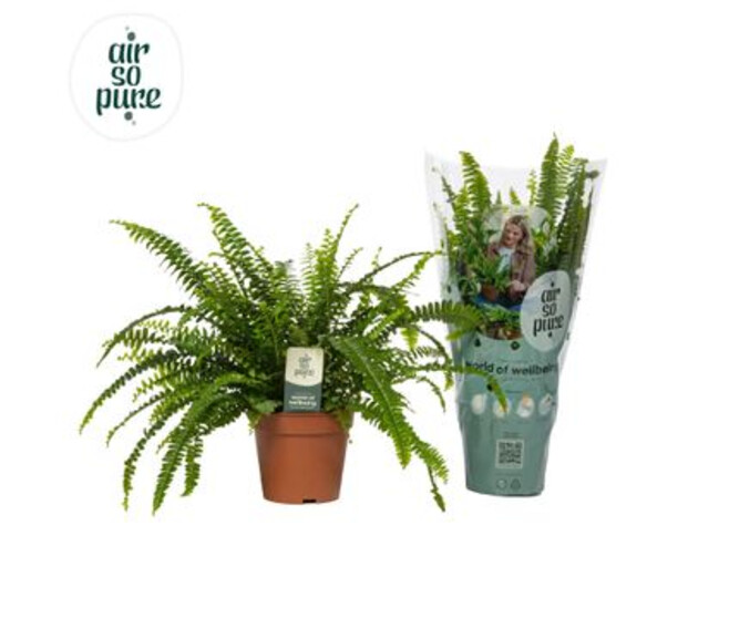 NEPHROLEPIS GREEN LADY