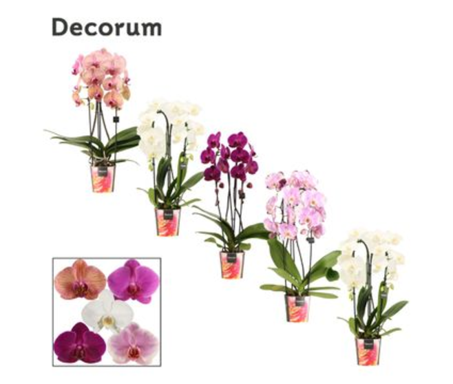 PHALAENOPSIS 2BR CASCADE VARIE DECORUM
