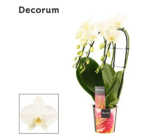 PHALAENOPSIS 3BR BLANC CASCADE DECORUM