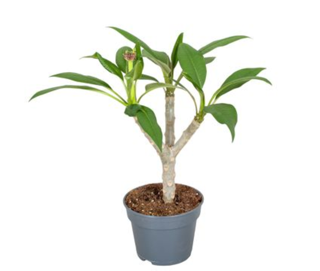 PLUMERIA