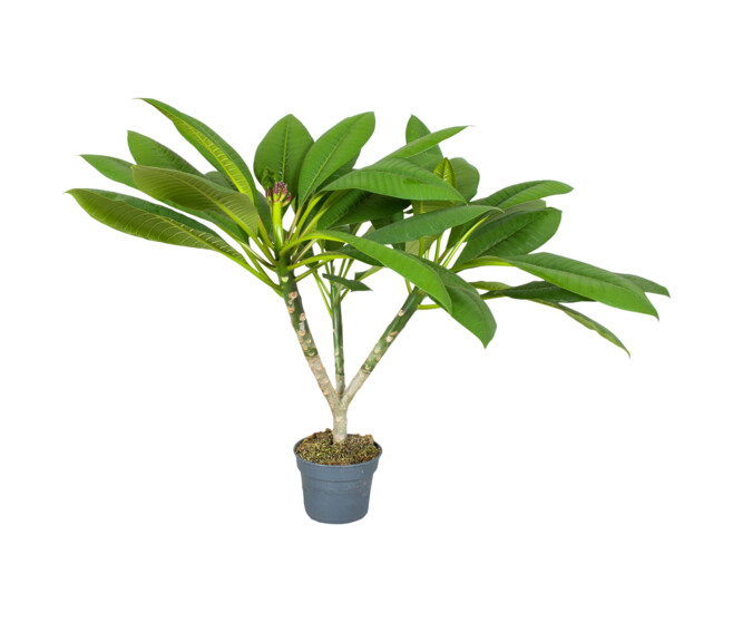 PLUMERIA