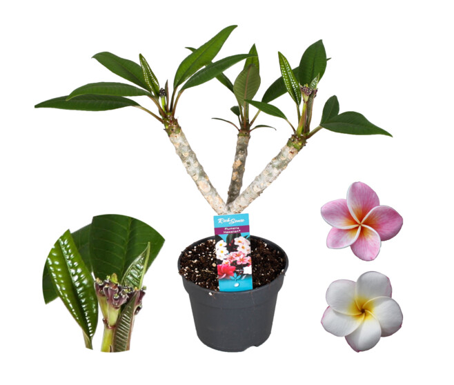 PLUMERIA