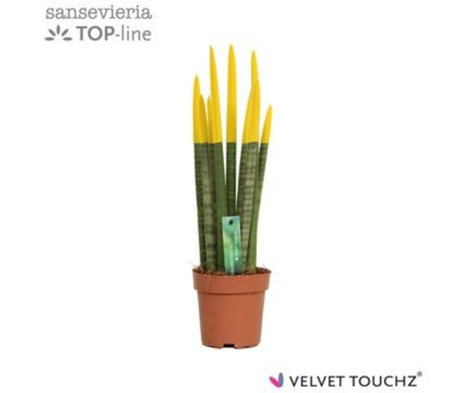 SANSEVIERIA CYLINDRICA VELOURS