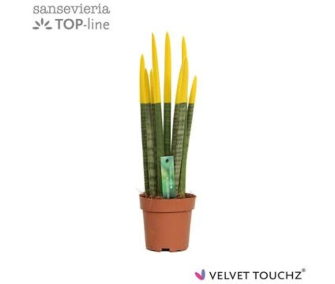 SANSEVIERIA CYLINDRICA VELOURS