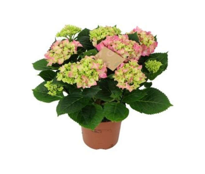 HORTENSIA 9FL+ ROSE DECORUM